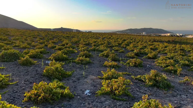 Private Tour: 5-Hour Private Santorini Wine Tour with Meal