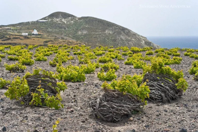 Private Tour: Ancient Akrotiri and Santorini Wineries